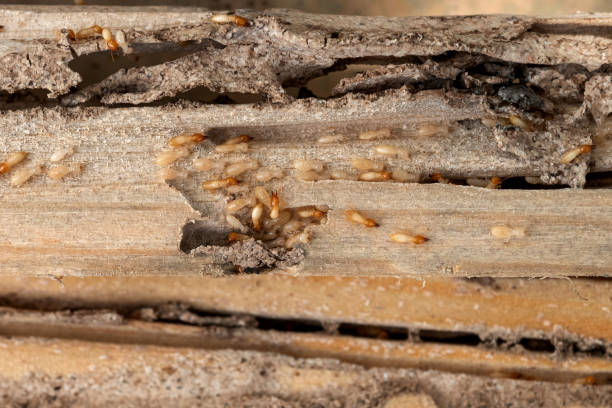 Wasp Removal Services in Covington, KY