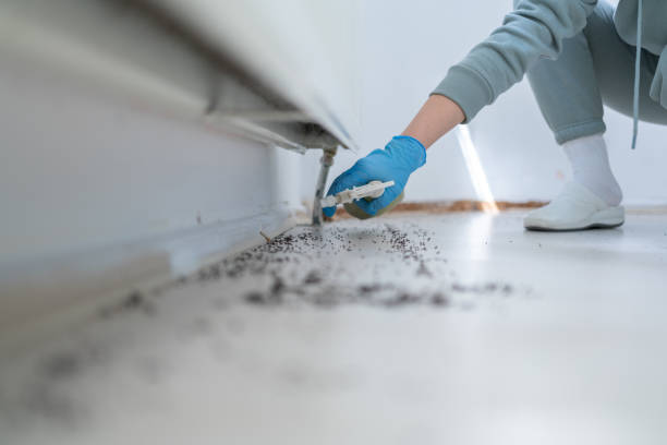 Best Termite Control Services  in Covington, KY
